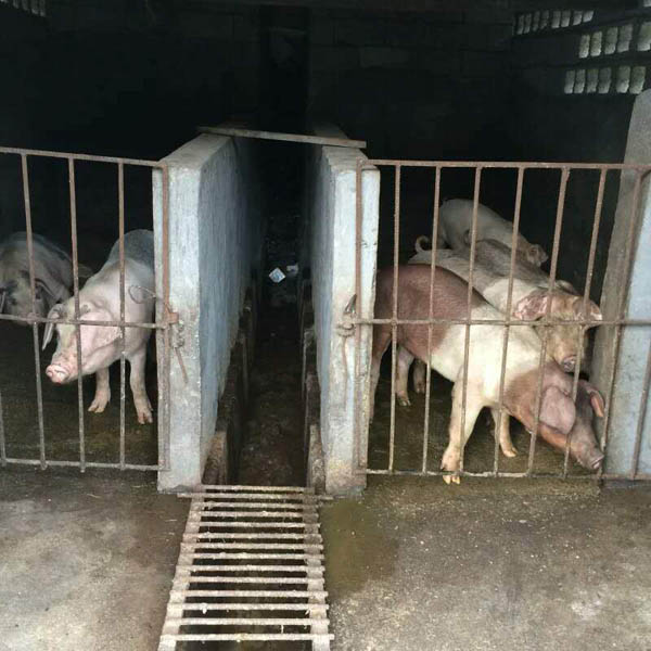 豬